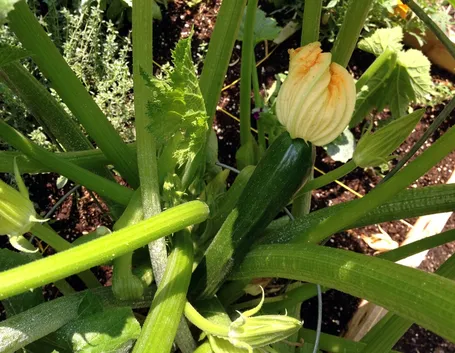 zucchine