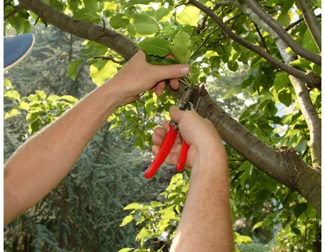 potare piante