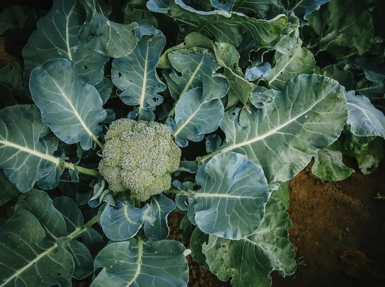cavoli autunno