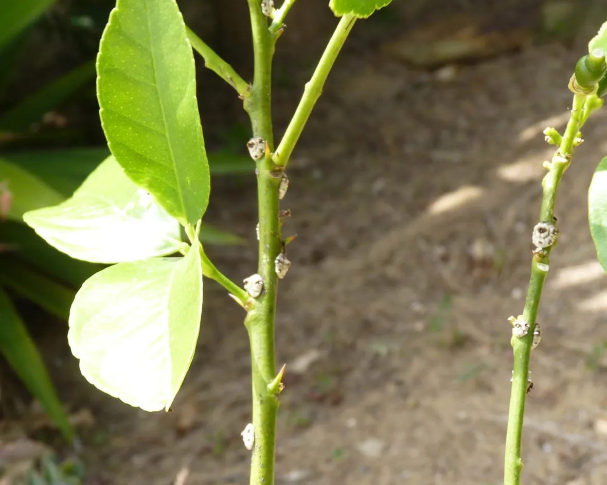 limone