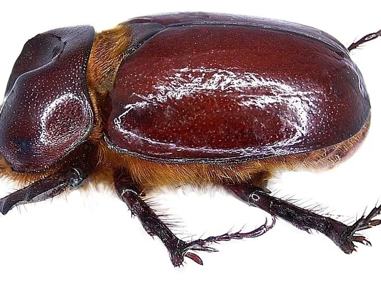 Adulto di scarabeo