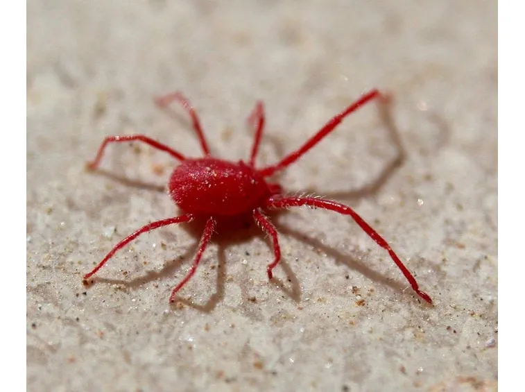 Ragnetto rosso
