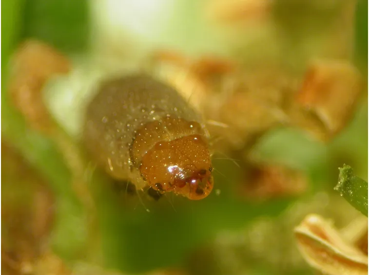 Larva di tignoletta della vite