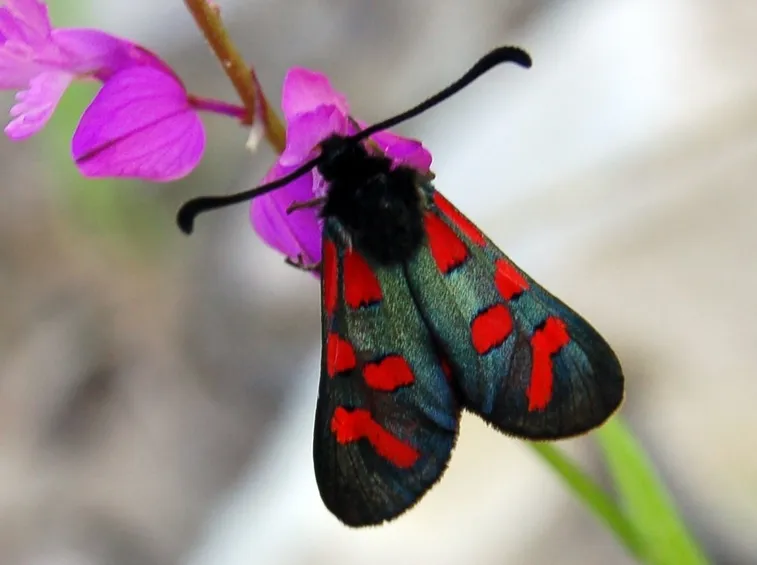 Zigena