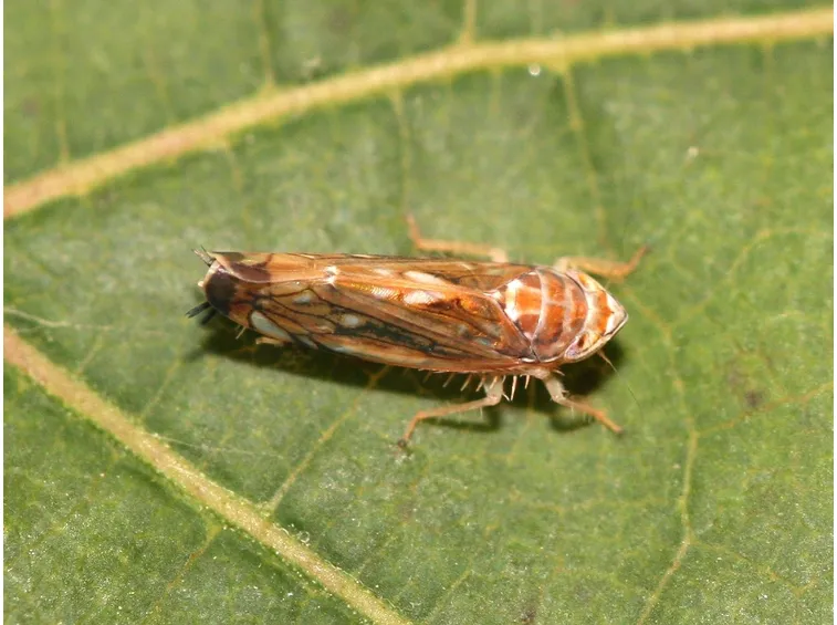 Cicalina della vite