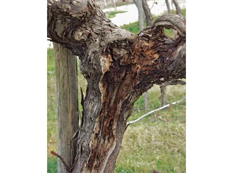 legno attaccato dal mal d'esca della vite