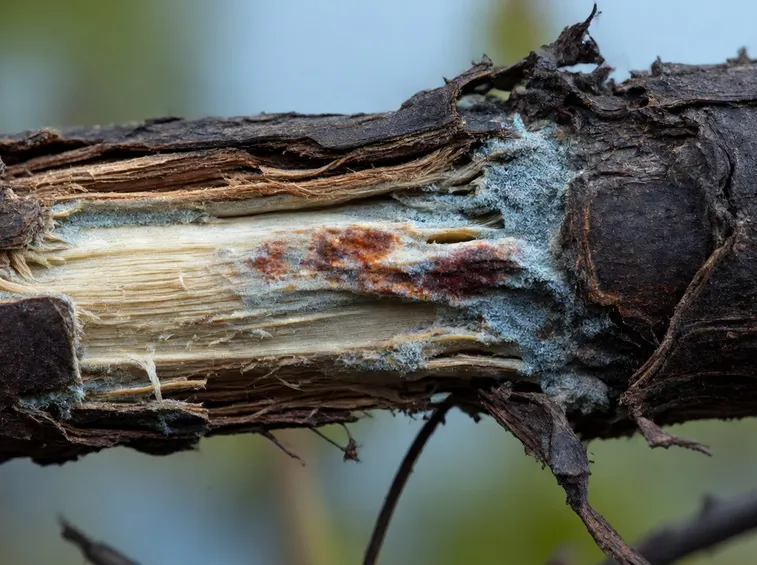 Infezione da Armillaria su radice di vite