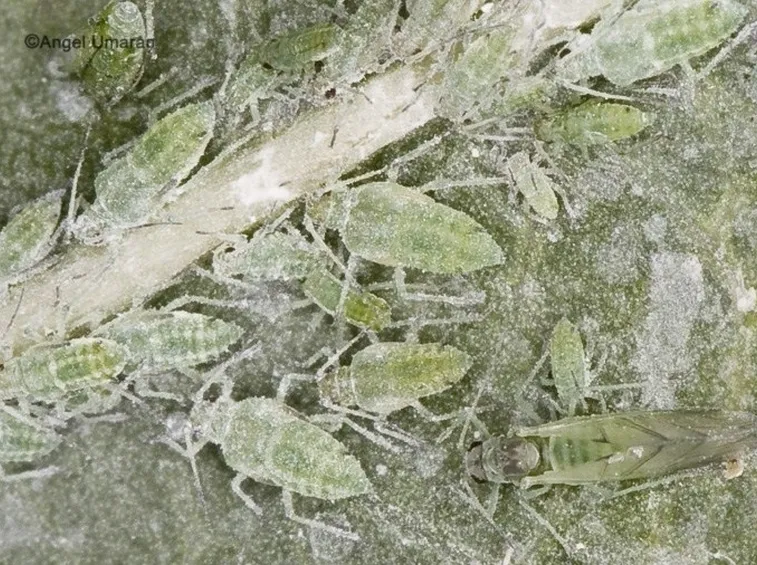 Hyalopterus amygdali