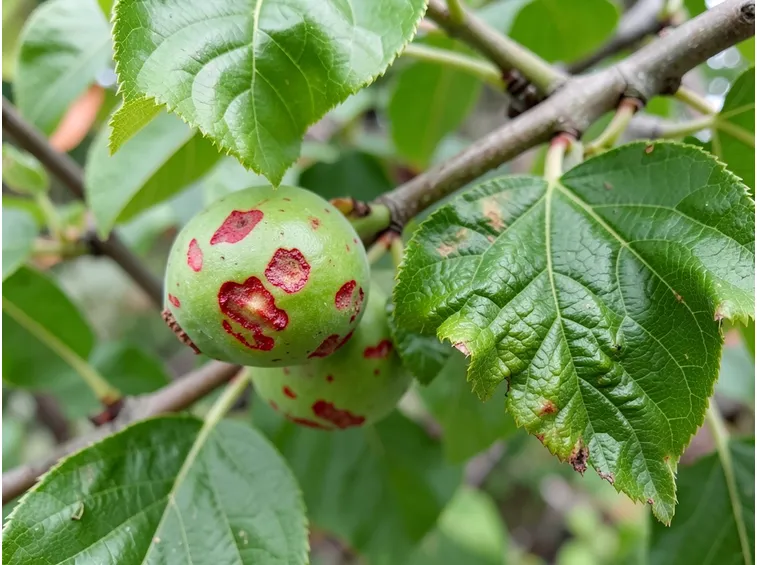 bolla del pesco