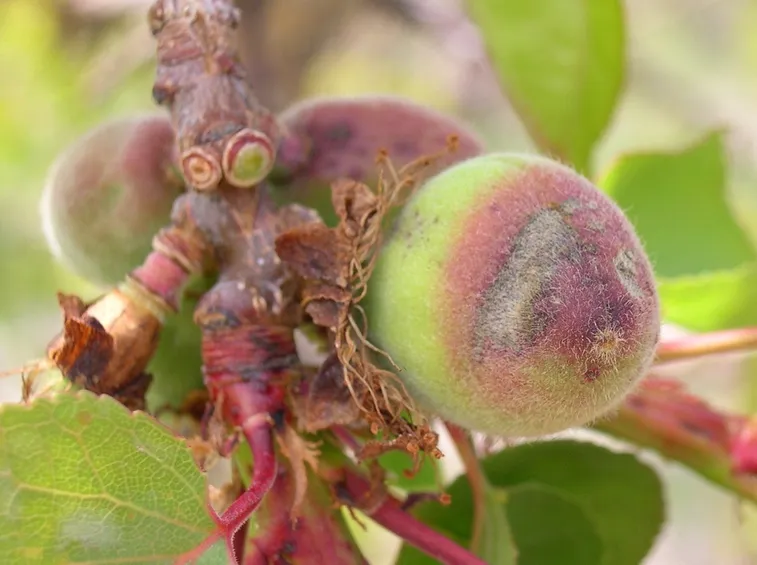 Sintomi di Corineo su frutti