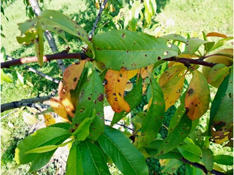 Foglie colpite da impallinatura