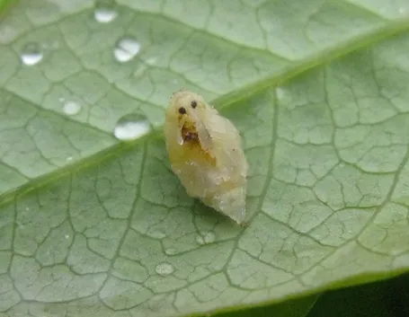 Anthonomus pomorum