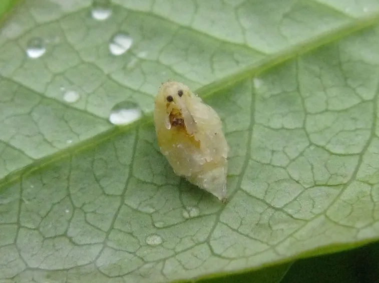 Anthonomus pomorum