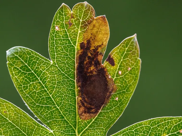 Cemiostoma del melo