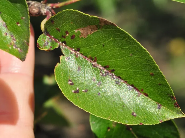 Pianta attaccata dalla cocciniglia di San Josè