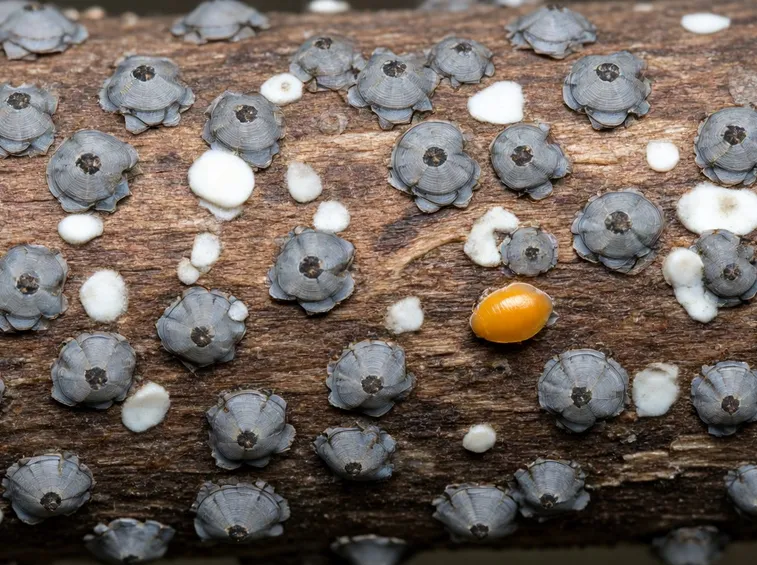 attacco cocciniglia di San Josè