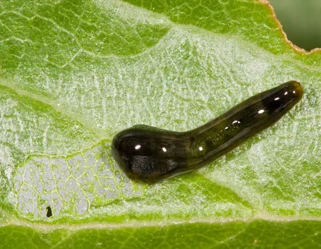 larva della limacina