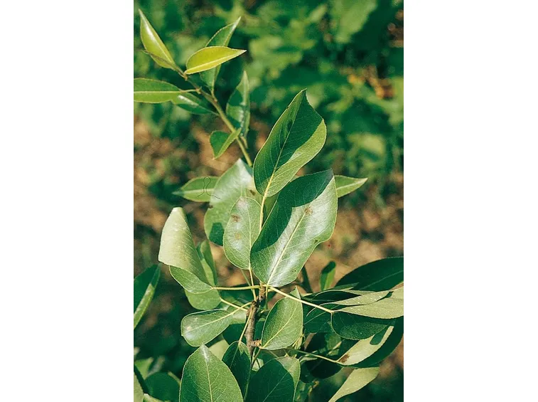Maculatura bruna