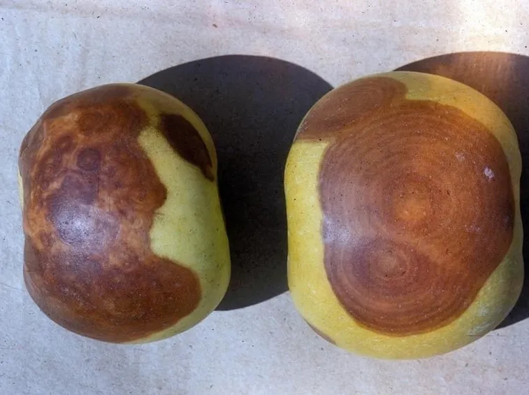 Frutti affetti da marciume del colletto