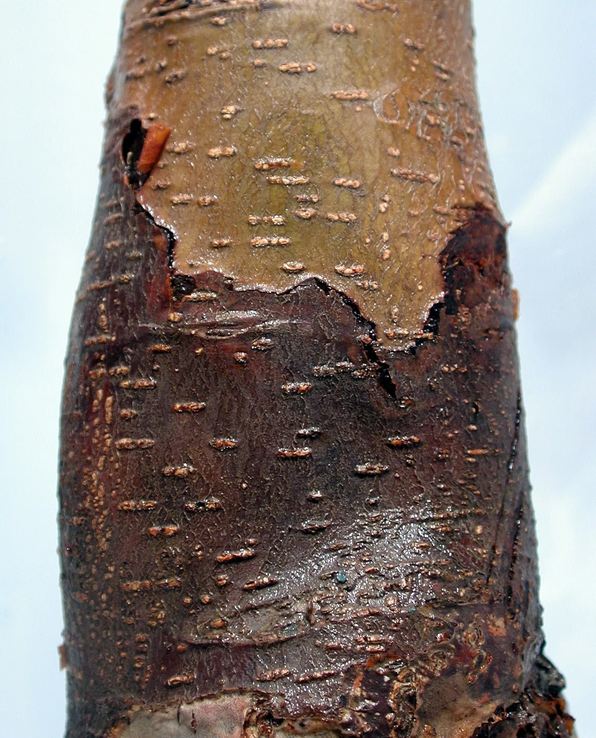 Segni di marciume del colletto