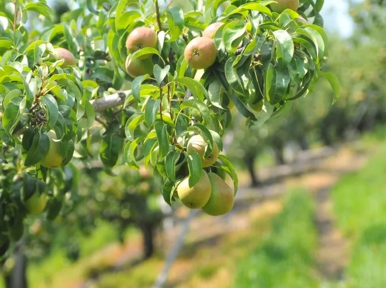 Alberi di pero
