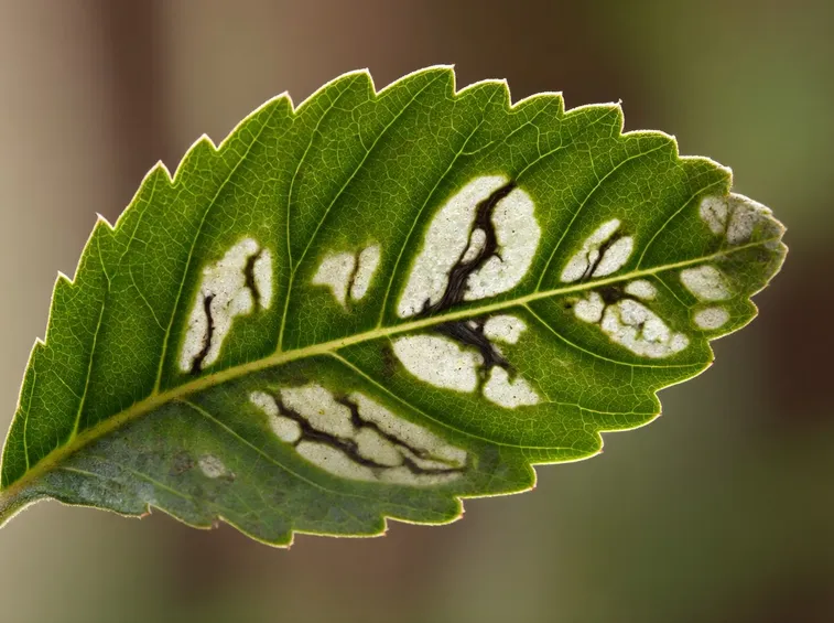 Nepticula del melo