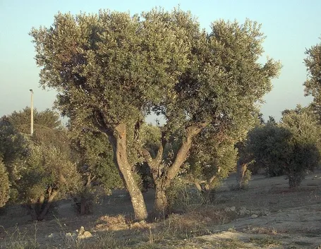 Un esemplare di olivo ascolano
