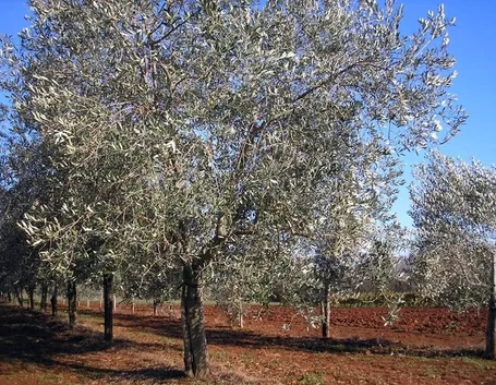 Olivo bianchera