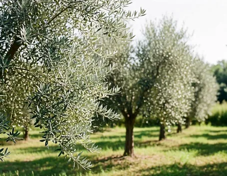 Pianta di olivo biancolilla