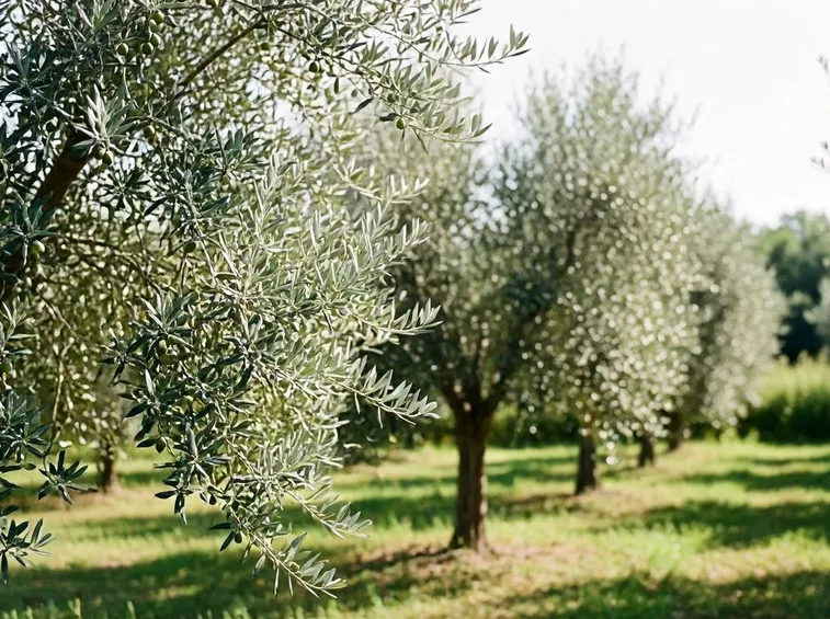 Pianta di olivo biancolilla