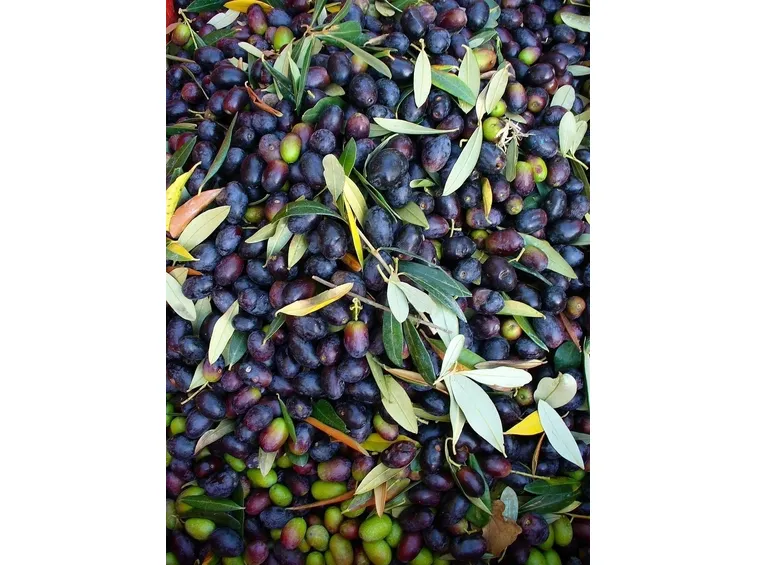 Olive derivanti da sottospecie di biancolilla