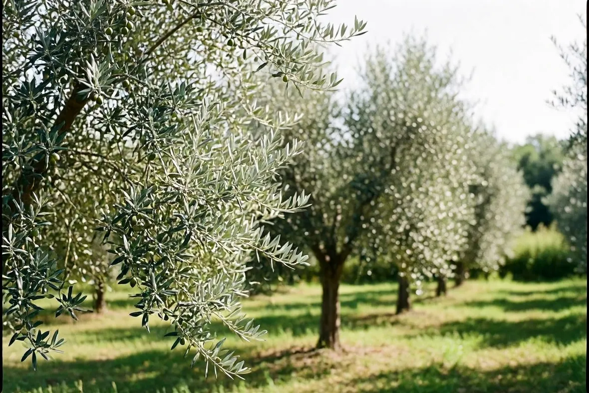 Pianta di olivo biancolilla