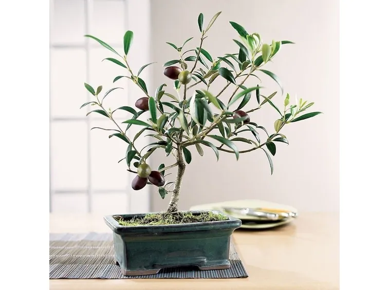 Olivo bonsai