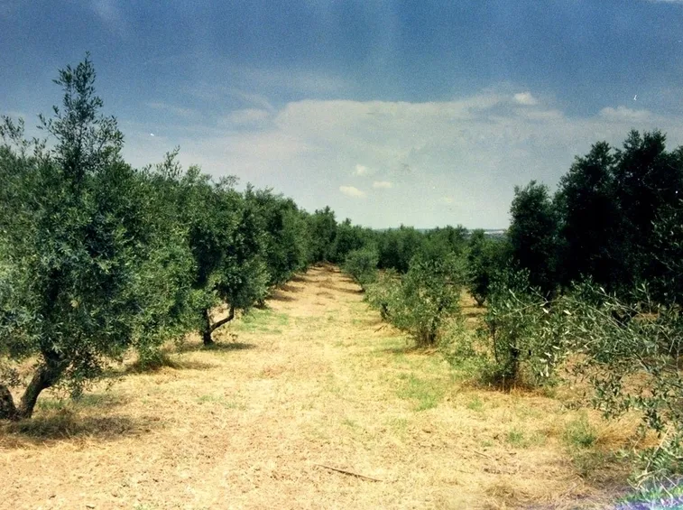Oliveti di olivi canini