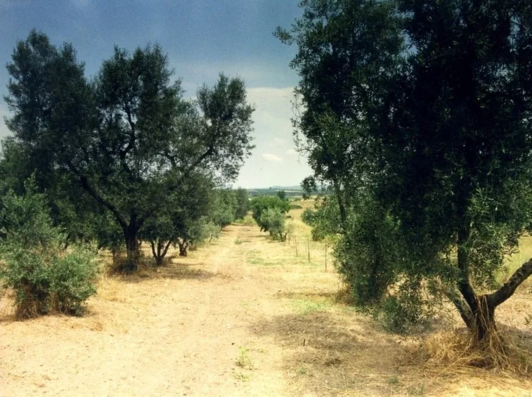 Oliveto di olivi canini
