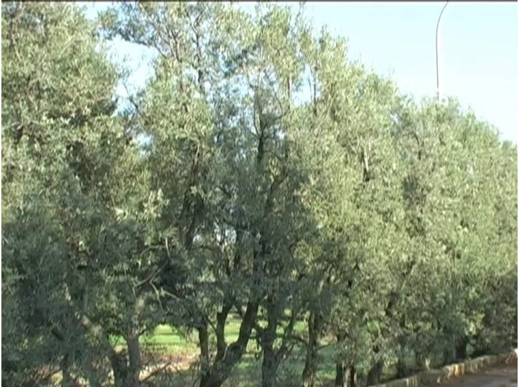 Alberi di olivo Cipressino