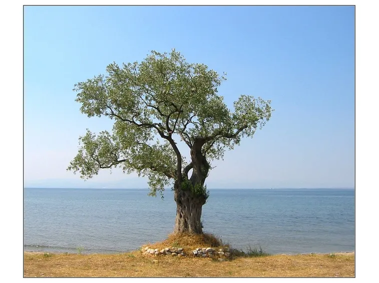 Esposizione Olivo