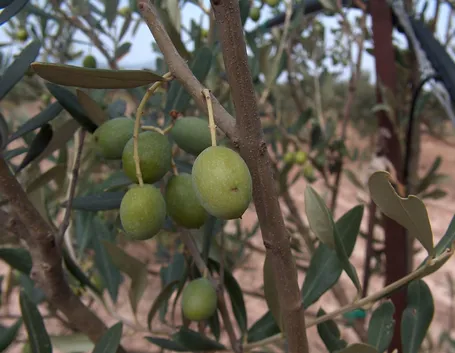 pianta dell'olivo cultivar