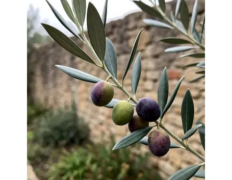 Frutti e foglie dell'olivo