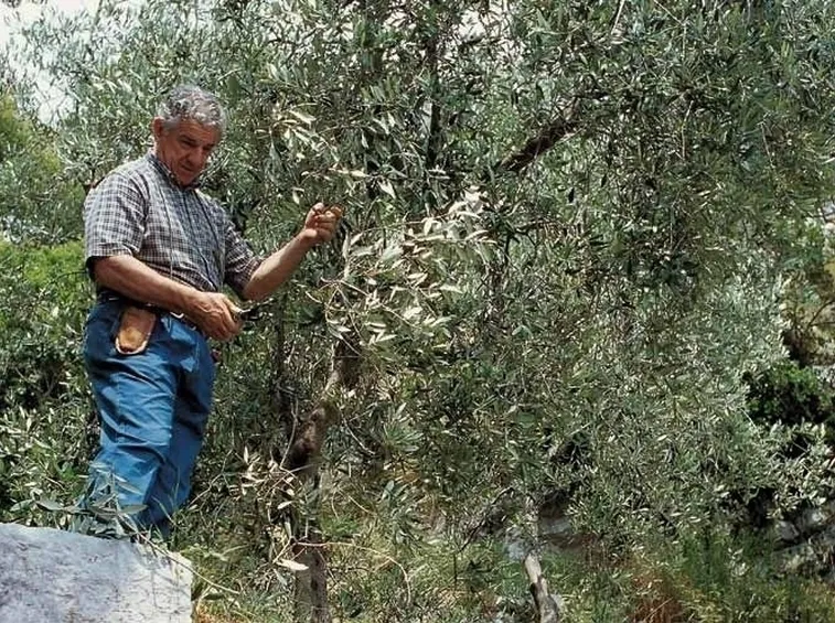 Un anziano potatore al lavoro