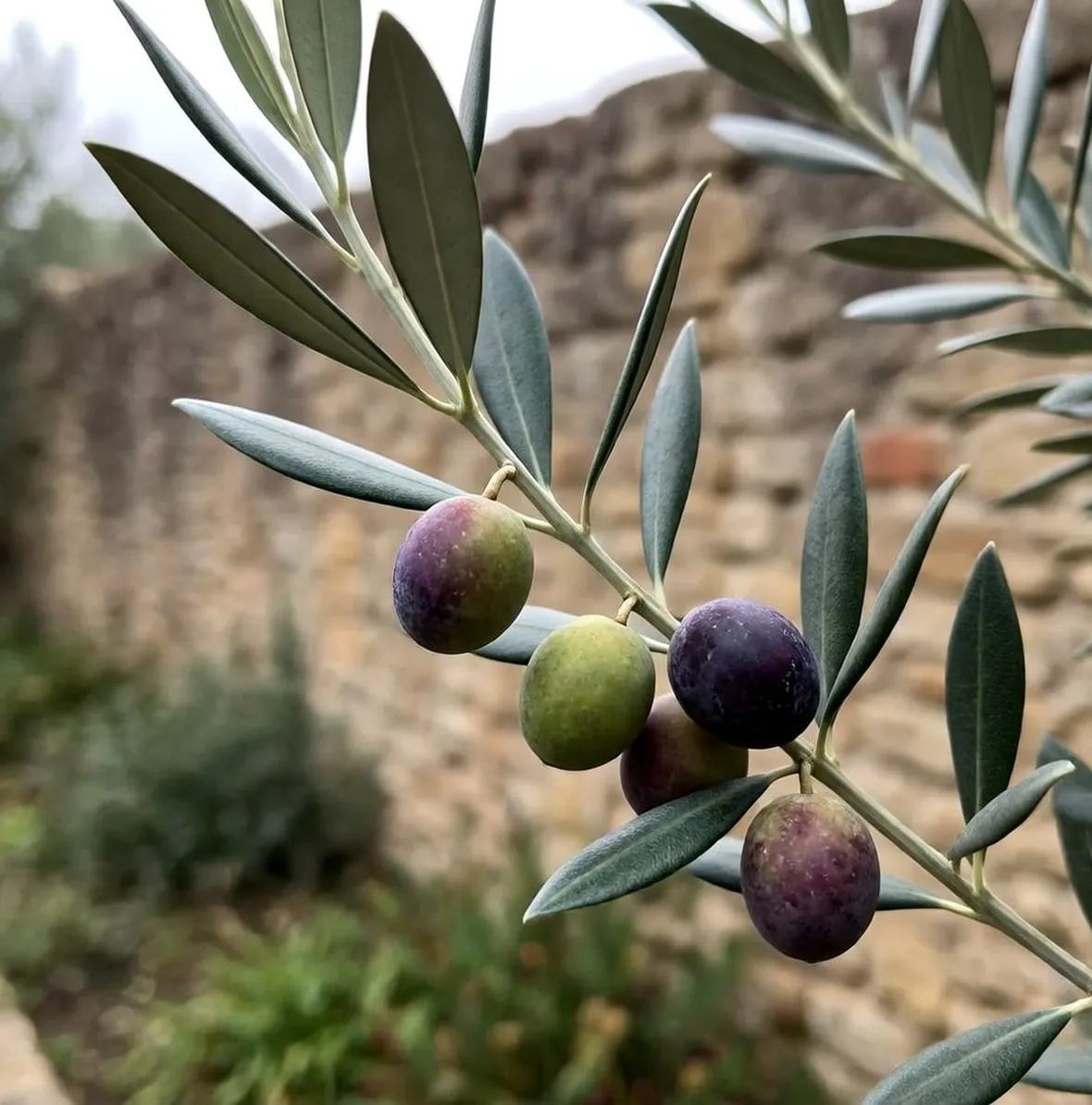 Frutti e foglie dell'olivo