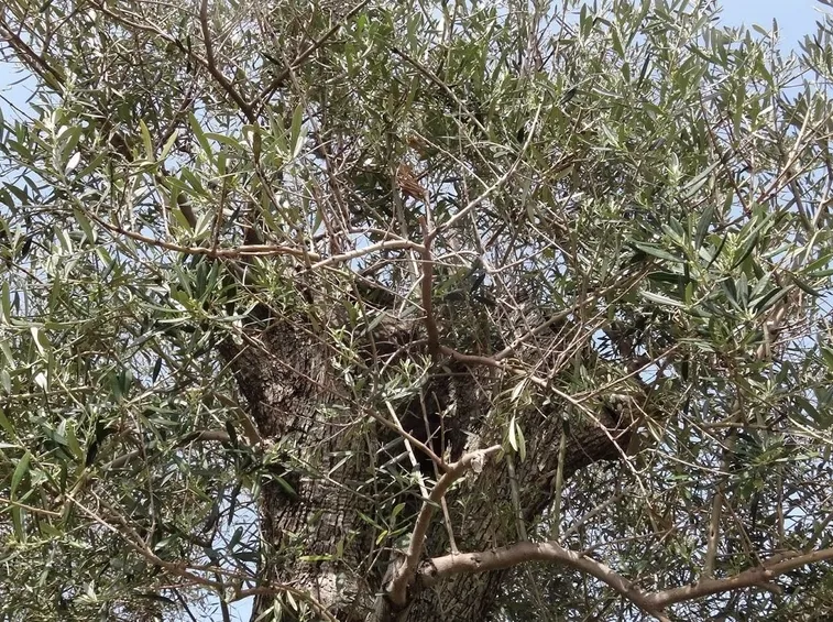 Olivo di Boemia