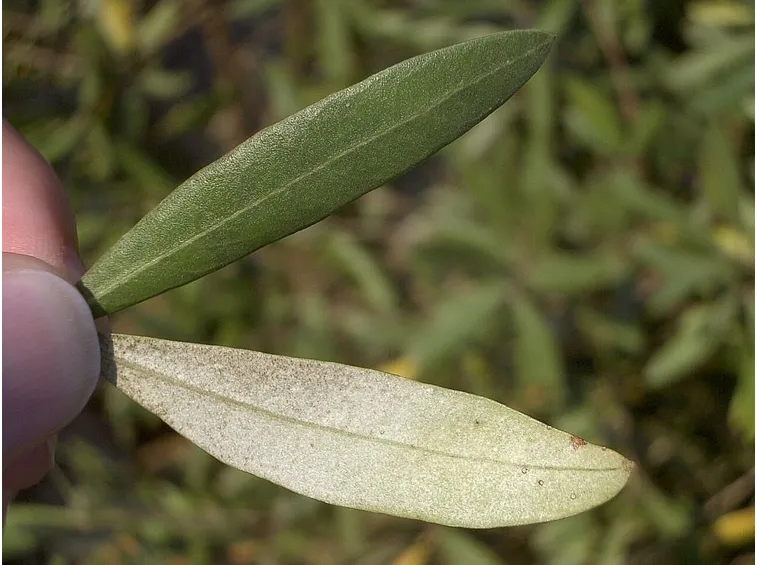 foglie di olivo al sole