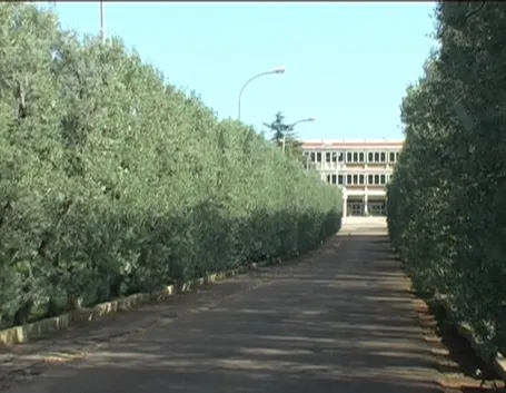 Barriera di olivo frangivento