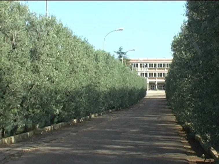 Barriera di olivo frangivento