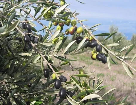 Olive della varietà frantoio