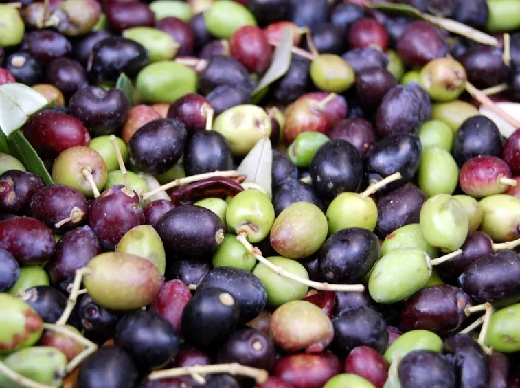Olive frantoio appena raccolte