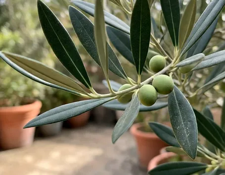 pianta d'olivo