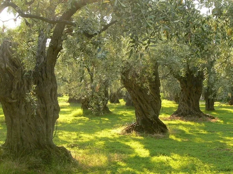 Olivo maurino