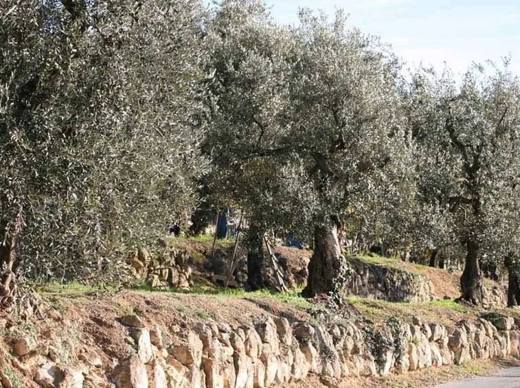 Coltivazione d'olivo maurino